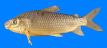 Ichthyoelephas humeralis.jpg