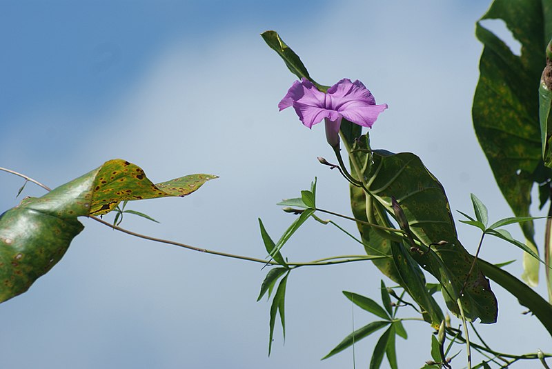 Archivo:Ipomoea subrevoluta.jpg