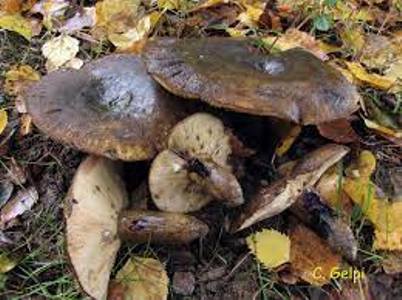 Lactarius turpis EcuRed