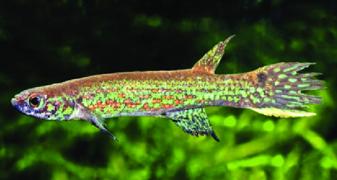 Archivo:Rivulus staecki.png