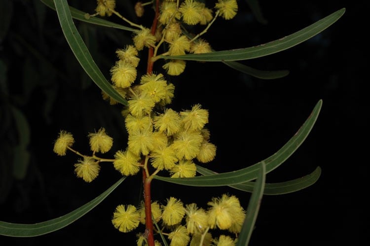 Archivo:Acacia gladiiformis 3.jpg