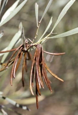 Archivo:Acacia latior 6.jpg