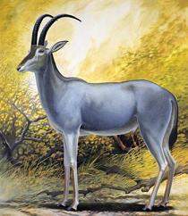 Antilopeazul.jpg