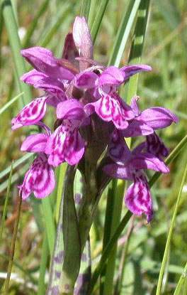 Dactylorhiza-lapponica-1.jpg