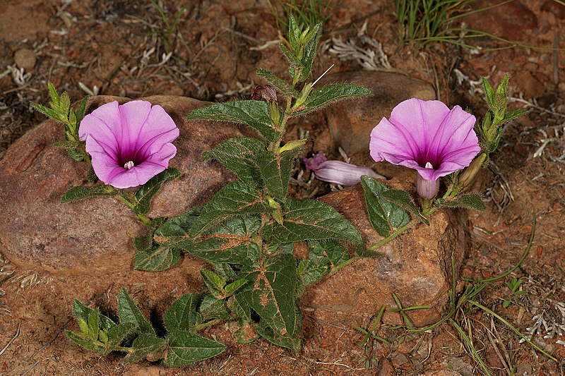 Archivo:Ipomoea transvaalensis.jpg