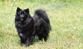 Lapphund Sueco.jpg