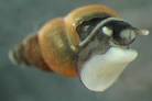 Potamopyrgus antipodarumjpg.jpg