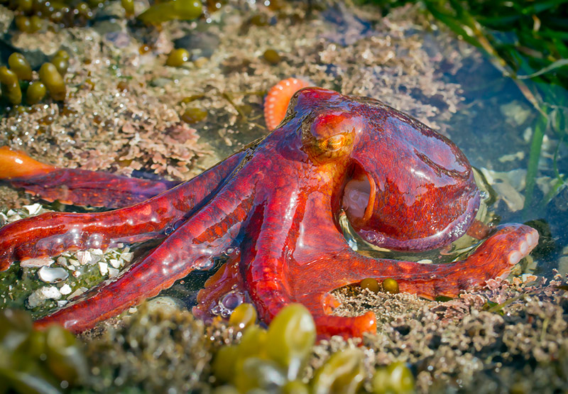 Pulpo Rojo Del Pac fico Oriental Amazon Pulpo De Goma Realista pulpo-rojo-del-pac-fico-oriental-amazon-pulpo-de-goma-realista