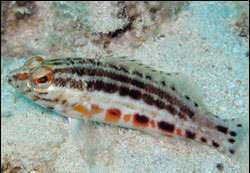 Serranus1.jpg