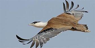 Archivo:Avutarda india.jpg