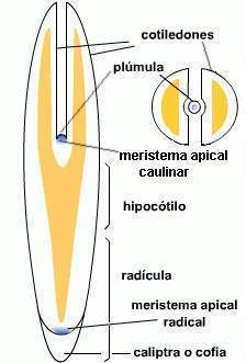 Embrión de dicotiledónea.jpg