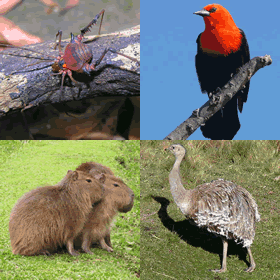 Archivo:Fauna uruguay.gif