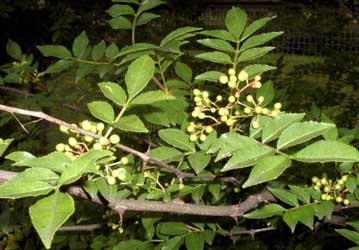 Archivo:Fresno espinoso.jpg