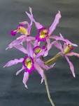 Laelia Halbingeriana.jpg