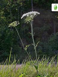 Laserpitium latifolium.jpg