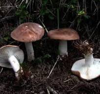 Archivo:Leucopaxillus amarus.jpg