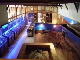 Museo Paleontológico.jpg