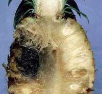 Pudrición negra de la piña - EcuRed