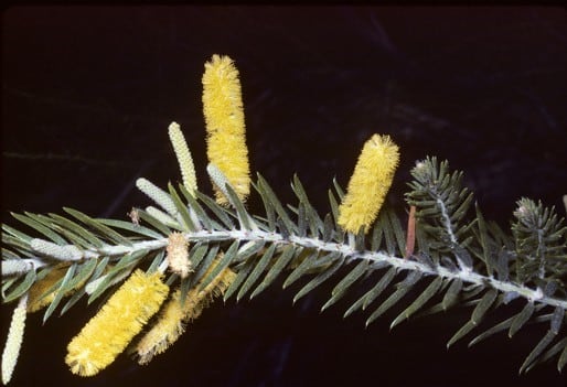 Archivo:Acacia kelleri 3.jpg