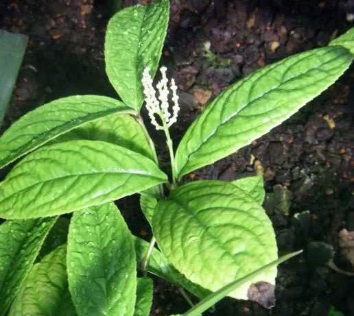 Archivo:Chloranthus erectus.jpg