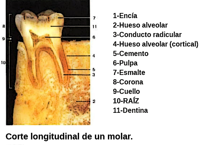 Archivo:Corte longitudinal de un molar.png