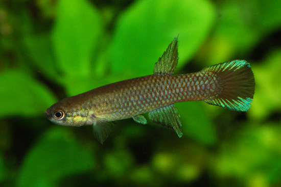 Archivo:Rivulus gransabanae gr04.jpg