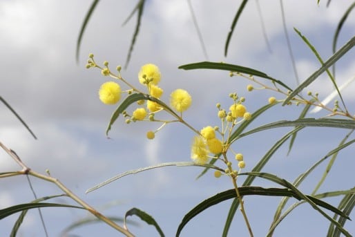 Archivo:Acacia kenneallyi 1.jpg