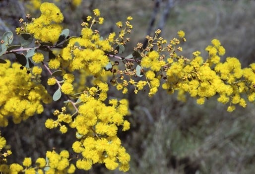 Archivo:Acacia leucolobia 1.jpg