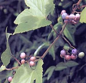Archivo:Ampelopsis brevipenduculata.jpg