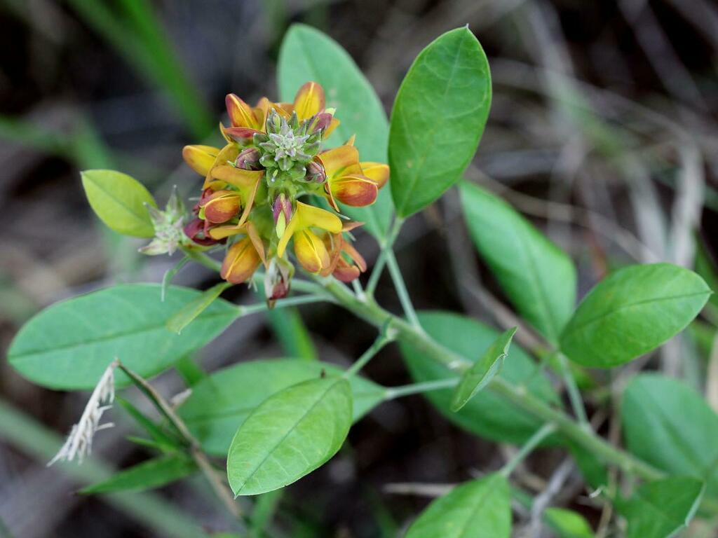 Crotalaria unifoliolata - EcuRed