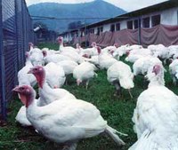 Hepatitis viral de los pavos.jpeg