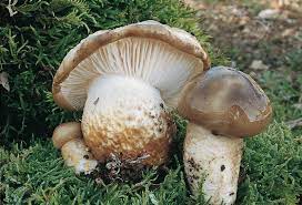 Latitabundus hongo.jpg