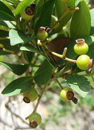 Mitranthes ottonis.jpg