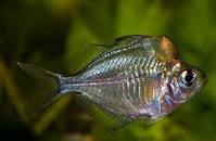 Pez cristal jiboso.jpeg