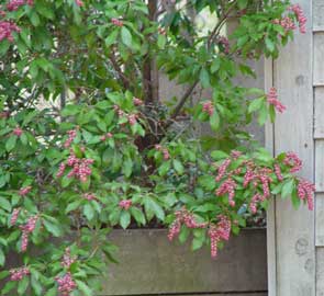 Pieris-japonica.jpg