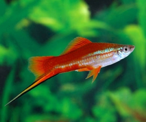 Machos 10cm, hembras hasta 15 cm