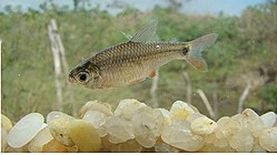 250px-Serrapinnus piaba.jpg