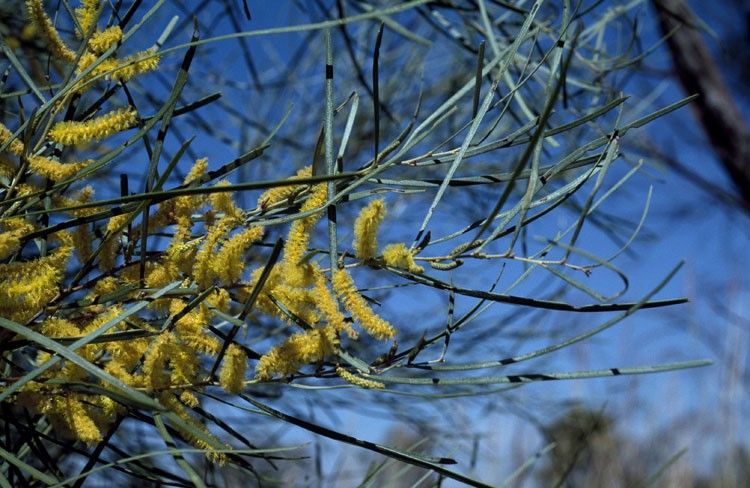 Archivo:Acacia eriopoda 3.jpg