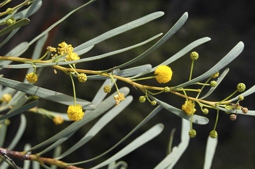Archivo:Acacia gelasina 1.jpg