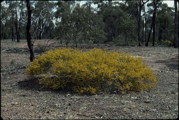 Archivo:Acacia lineata 2.jpg