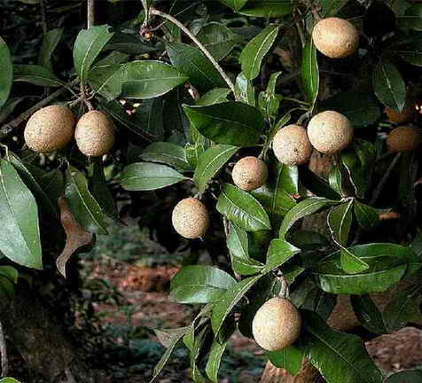 Archivo:Arbol zapot cu.jpg