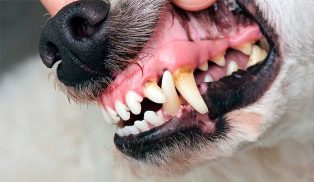 Boca-de-perro-con-estomatitis2-696x404.jpg