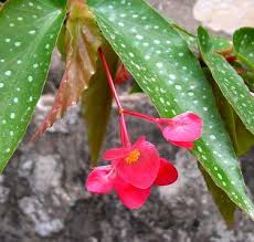 Archivo:InBegonia Ayeriex.jpg