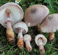 Archivo:Leucoagaricus bresadolae.jpg