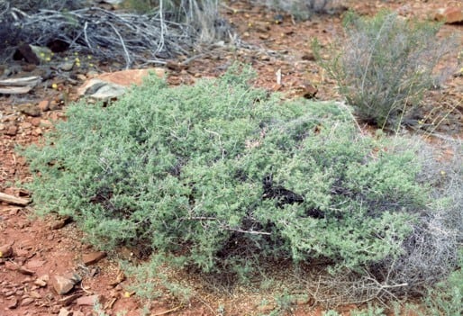 Archivo:Acacia imitans.jpg