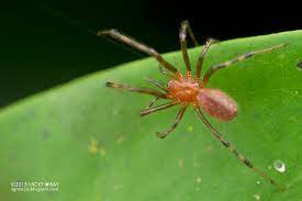 Anelosimus eximius.jpg