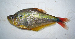 Charax stenopterus .jpg