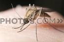 Fiebres por Arbovirus Grupo A images.jpeg
