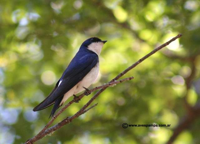 Archivo:Golondrina patagónica.jpg