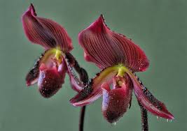 Orquídea Zapatilla de dama - EcuRed